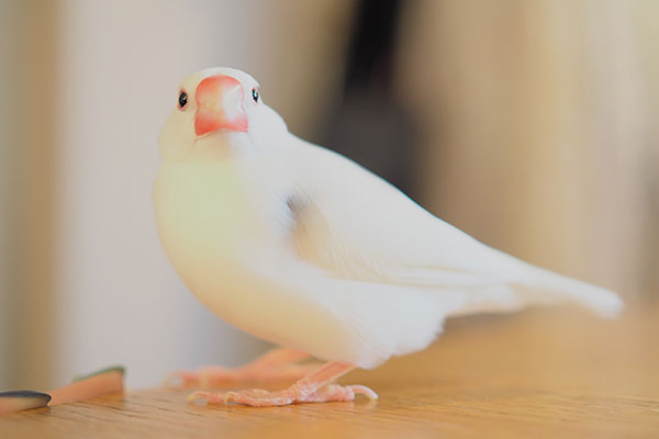 鳥は第一に見た目が美しすぎる。